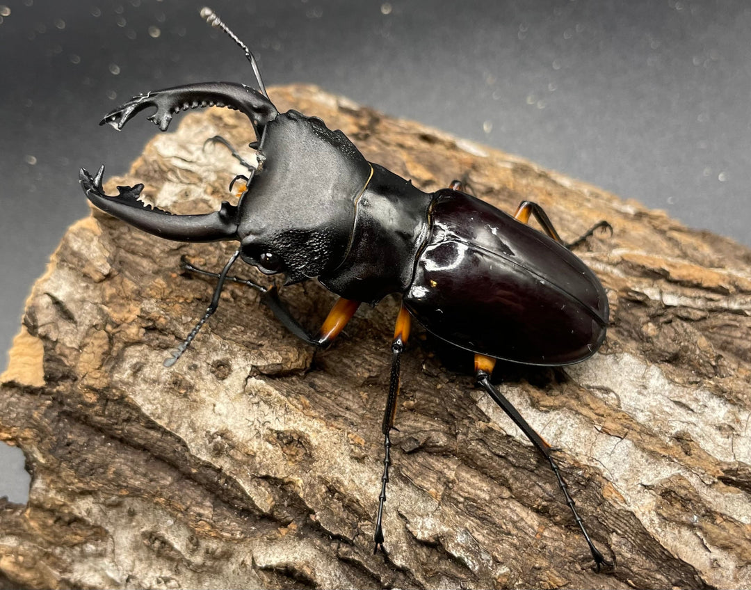 【WD】大型大歯《インペリアリスツヤクワガタ 68mmUP ペア》