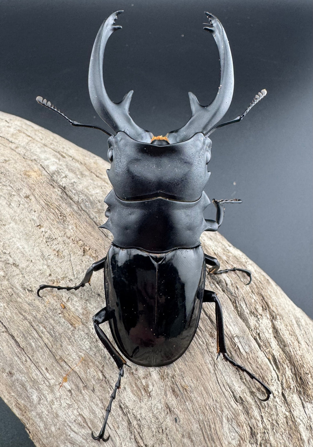 【WD】《インターメディアツヤクワガタ パラワン産 93mm ペア》