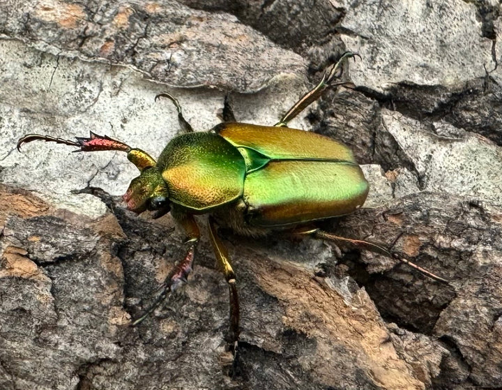 【WD】《ロドリゲスヒメカブトハナムグリ ペア》