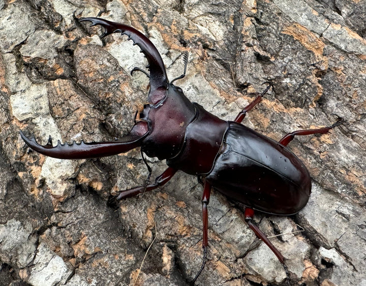 《フォルスターフタマタ亜種ニシ 72mm ♂♀♀トリオ》