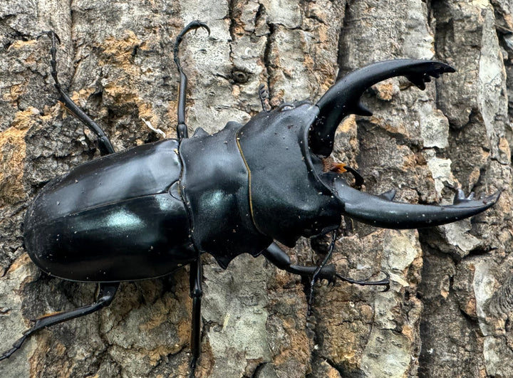 【WD】《アルケスツヤクワガタ 79mm ペア》