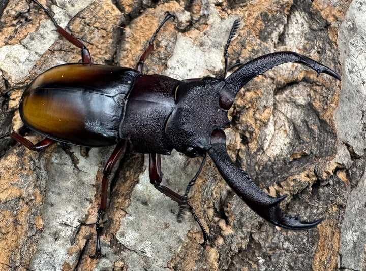 【WD】《パリーフタマタ亜種エロンガトゥス 62.5mm ペア》