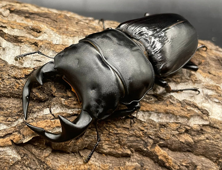 《インドグランディス亜種moriyai Garda95.0血統 80mm ♂♀♀トリオ