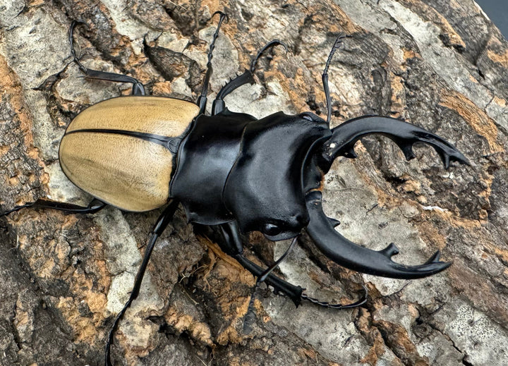 【WD】《モウホツヤクワガタ亜種エレガンス 67mm ペア》