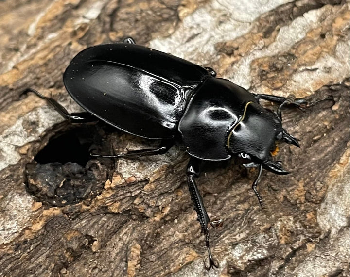 【WD】《アドゥンクスフタマタミャンマー北部亜種 66mm B品ペア》