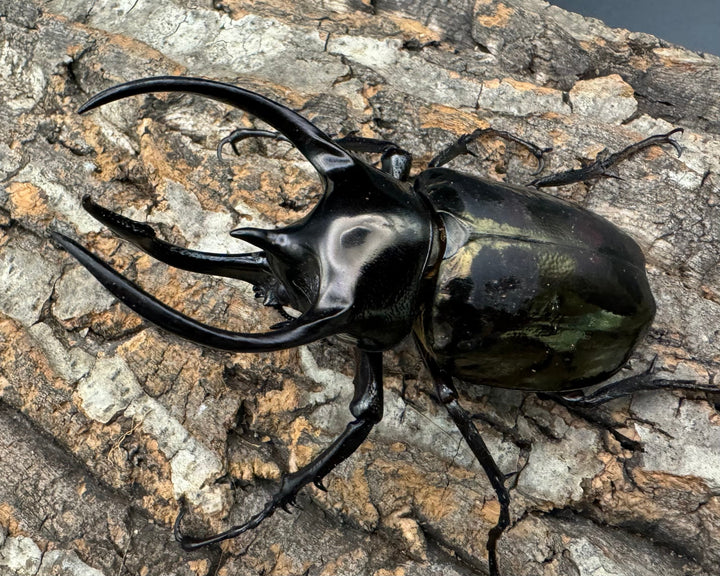 【WD】特別特価《ミンダナオアトラスオオカブト 90mmUP ペア》