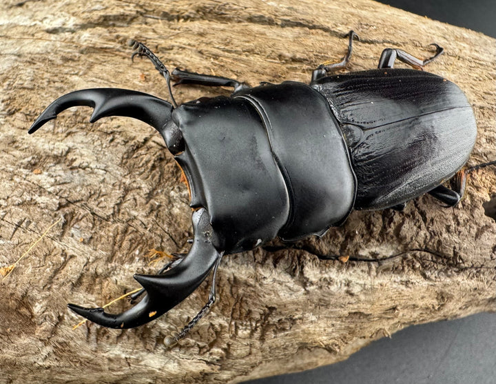 【WD】《ミンダナオパリーオオクワ キダパワン産 60mm ペア》