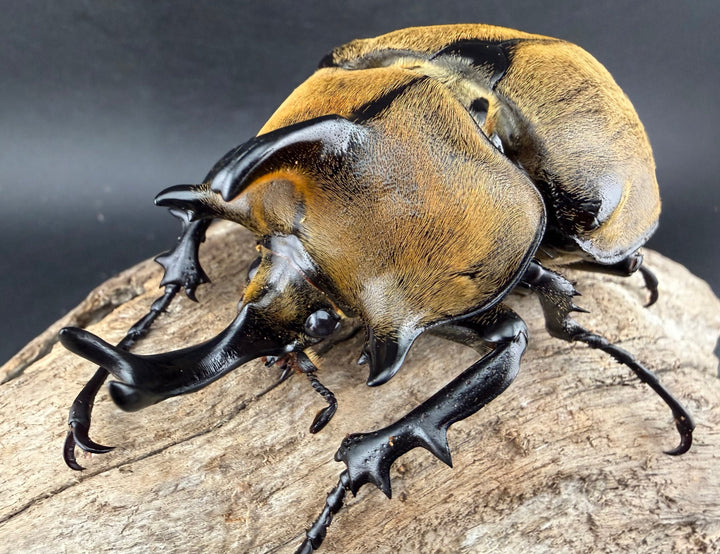 《ギアス ルンバッシャー 91.5mm ペア》