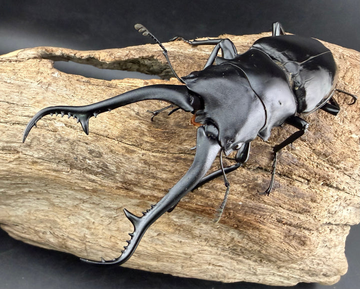 【WF1】《ギラファノコギリ亜種ダイスケ ネグロス島産 104mm ペア》