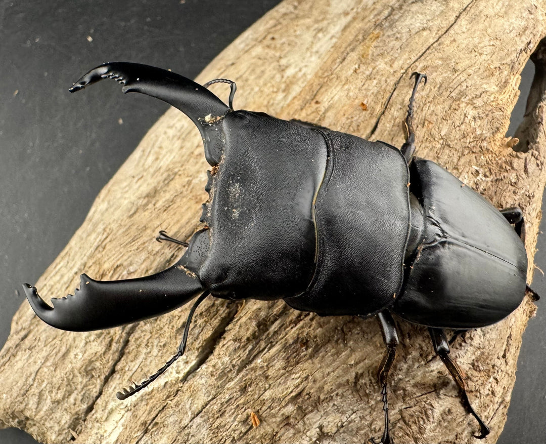 【WD】《西ペレンヒラタ（スラウェシオオヒラタ） 88mm ペア》