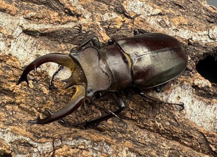 【WD】《フライミヤマクワガタ 56mm ペア》