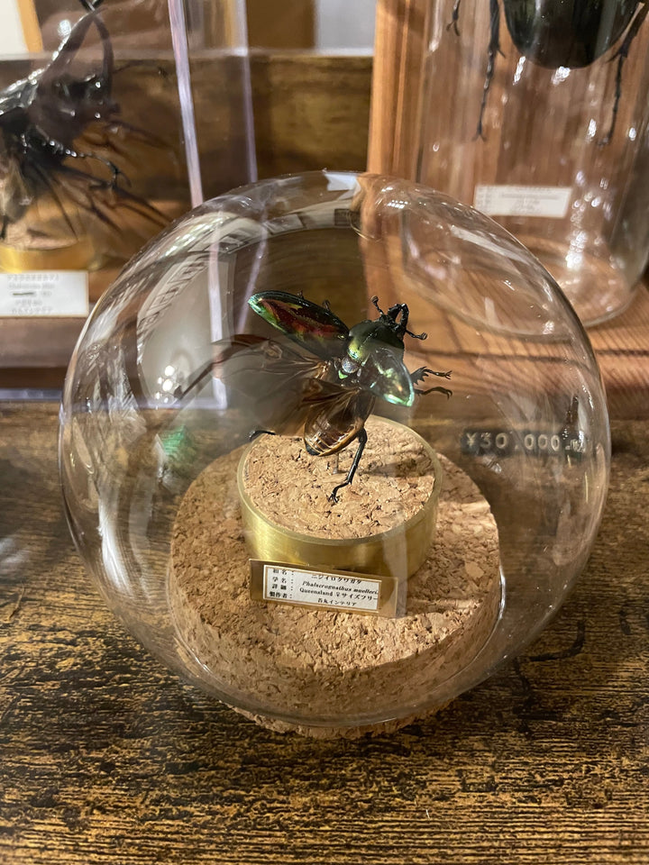 インテリア標本《ニジイロクワガタ♀》