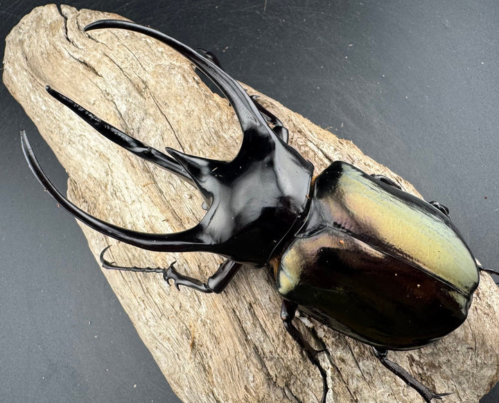 【WD】《ジャワコーカサスオオカブト 114mm A’品ペア》