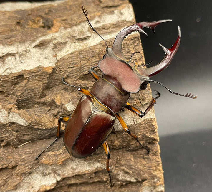 【WD】2018新種記載《ジュシャンミヤマ 60mm ペア A’品》