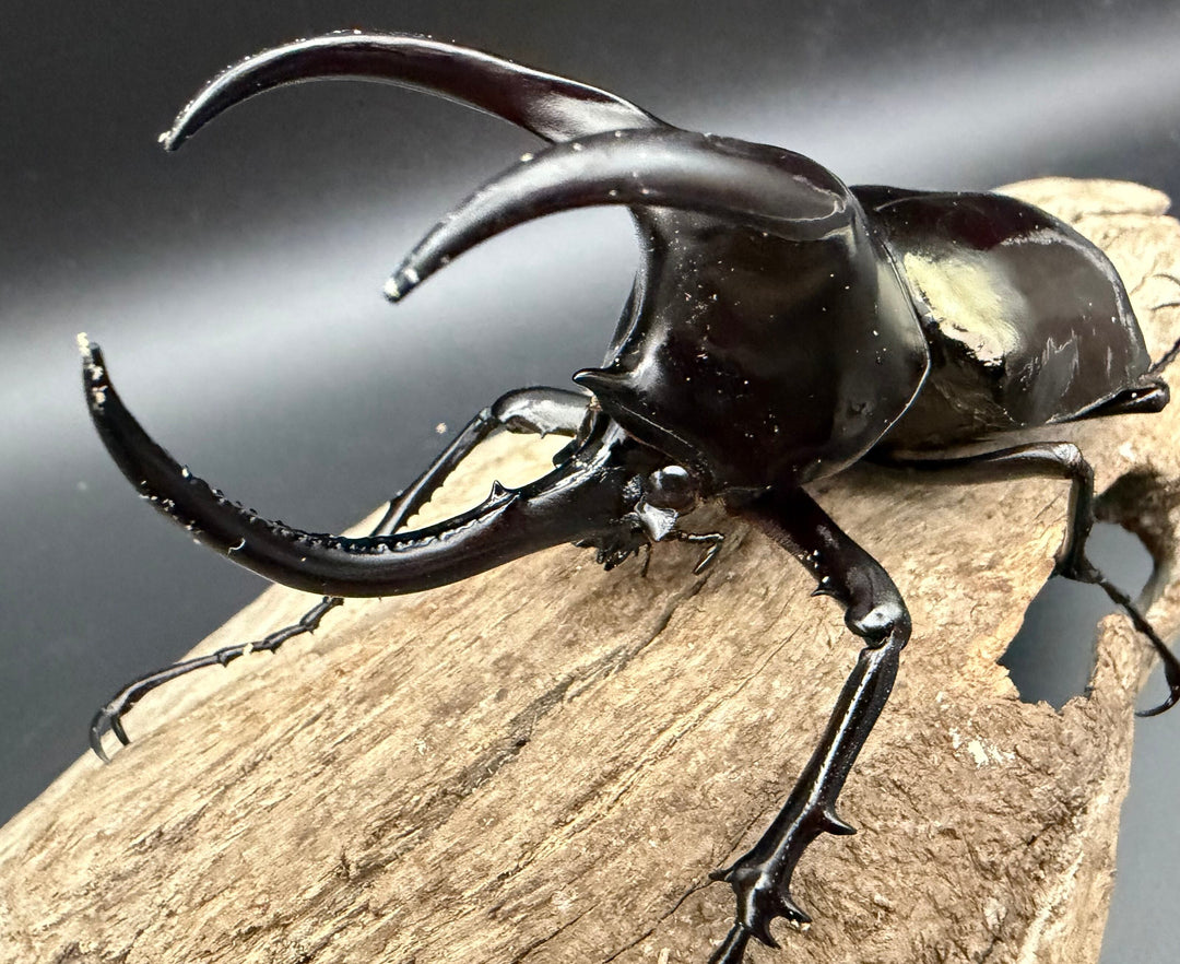 【WD】《モーレンカンプオオカブト 95mm ペア》