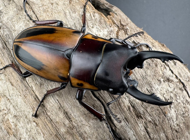 【WD】《ファブリースノコギリ原名亜種 49.5mm A'品ペア》