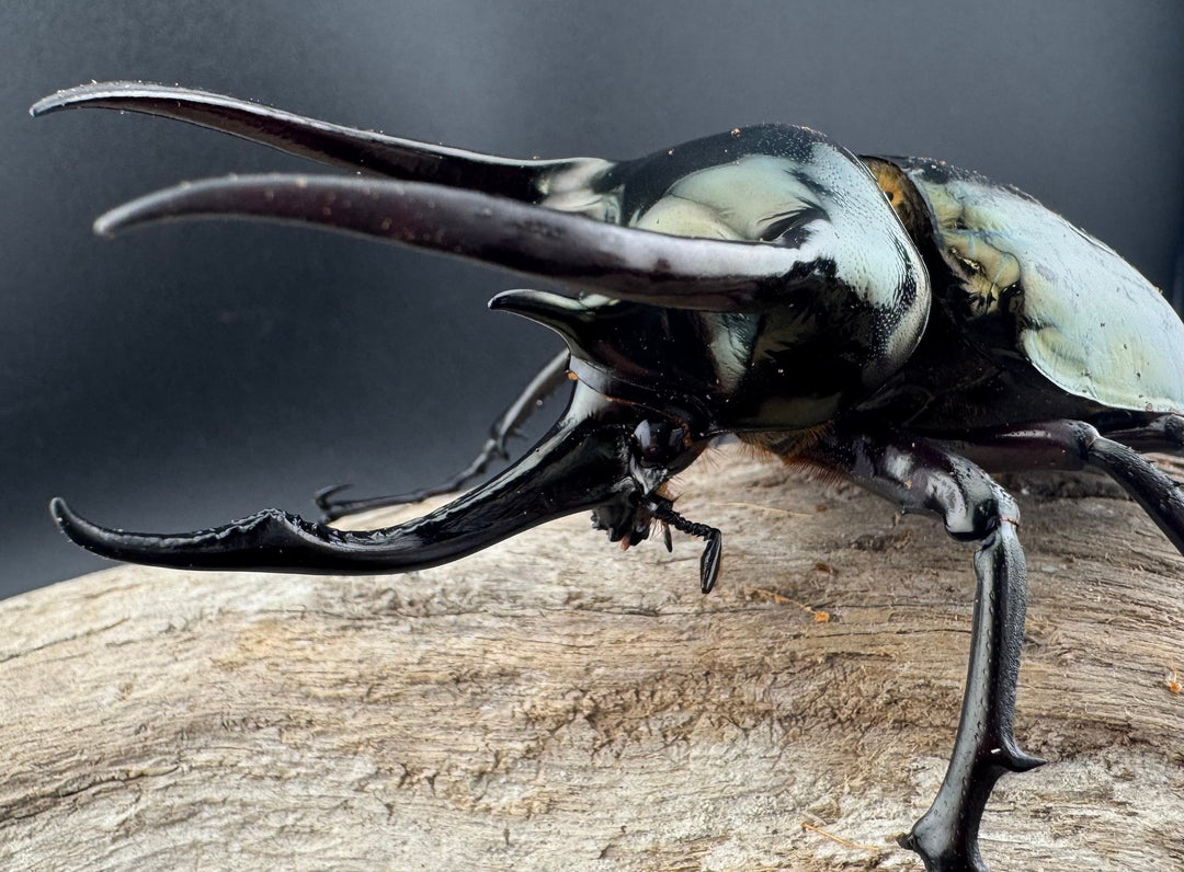 【WD】《ミンダナオアトラスオオカブト マラグサン産 98mm ペア》