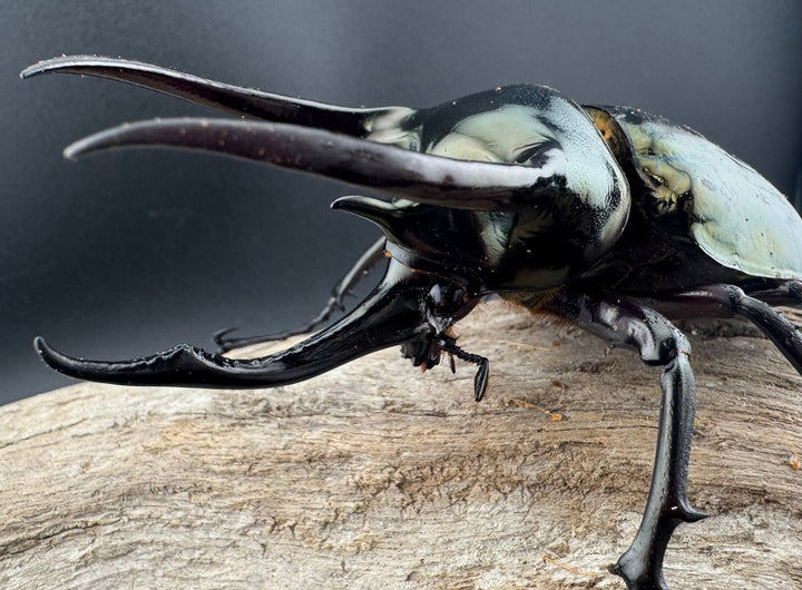 【WD】《ミンダナオアトラスオオカブト マラグサン産 98mm ペア》