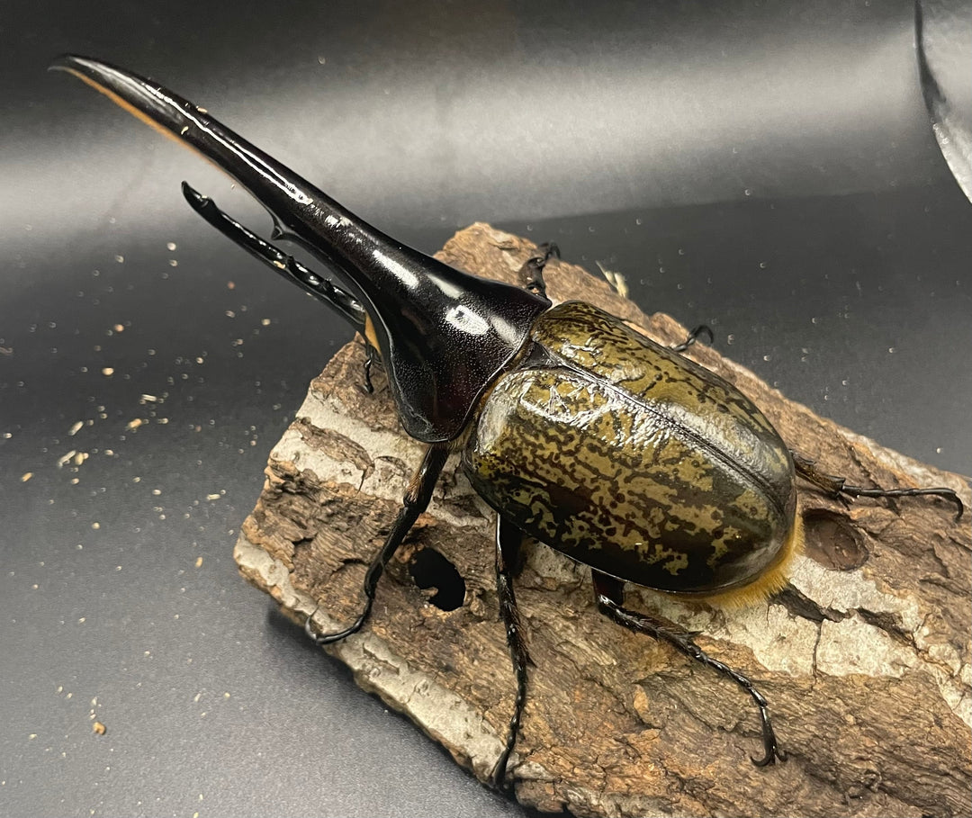 《ヘラクレス・ヘラクレス 145mm ペア》