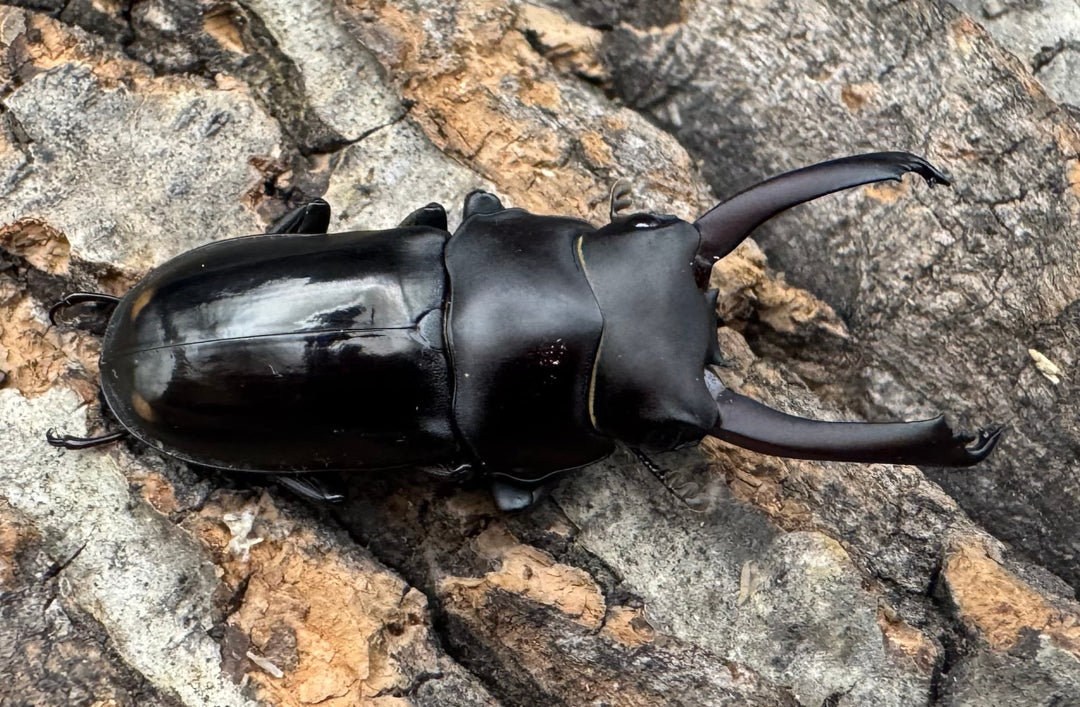 【WF1】《ビシグナートゥスコクワ APDV産 38mm ペア》Moro氏ブリード個体