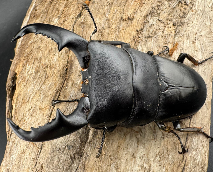 【WD】《マリンドッケヒラタ 76.5mm ペア》