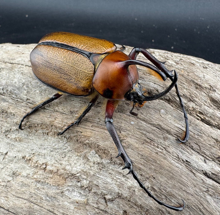 【WF3】《ゴロファ sp. Free ♂単》