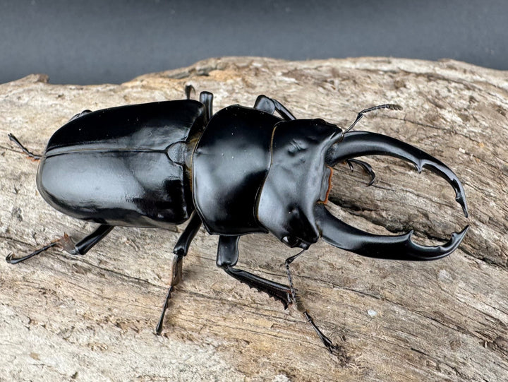 【WF3】《ネパレンシス ランターン産 57.5mm ♂単》