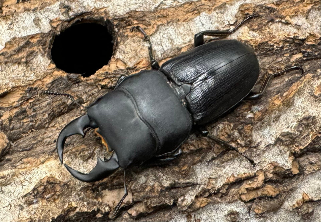 【WD】《ドルクス メンシウス 雅安市産 37mm ペア》