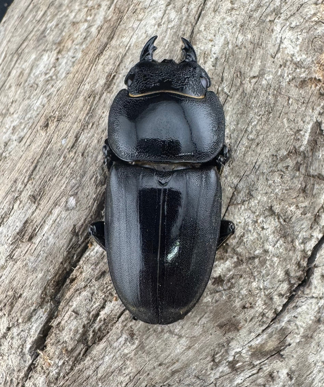 【WF2】《テイオウヒラタクワガタ 87mm ペア》