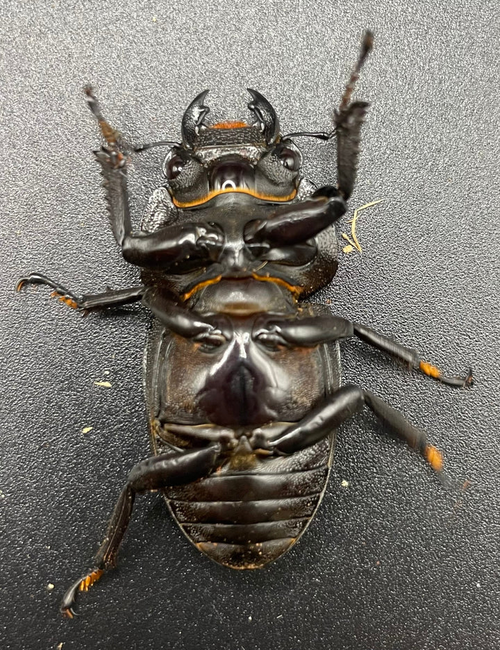 《ホペイオオクワガタ SL血統 73mm ペア》