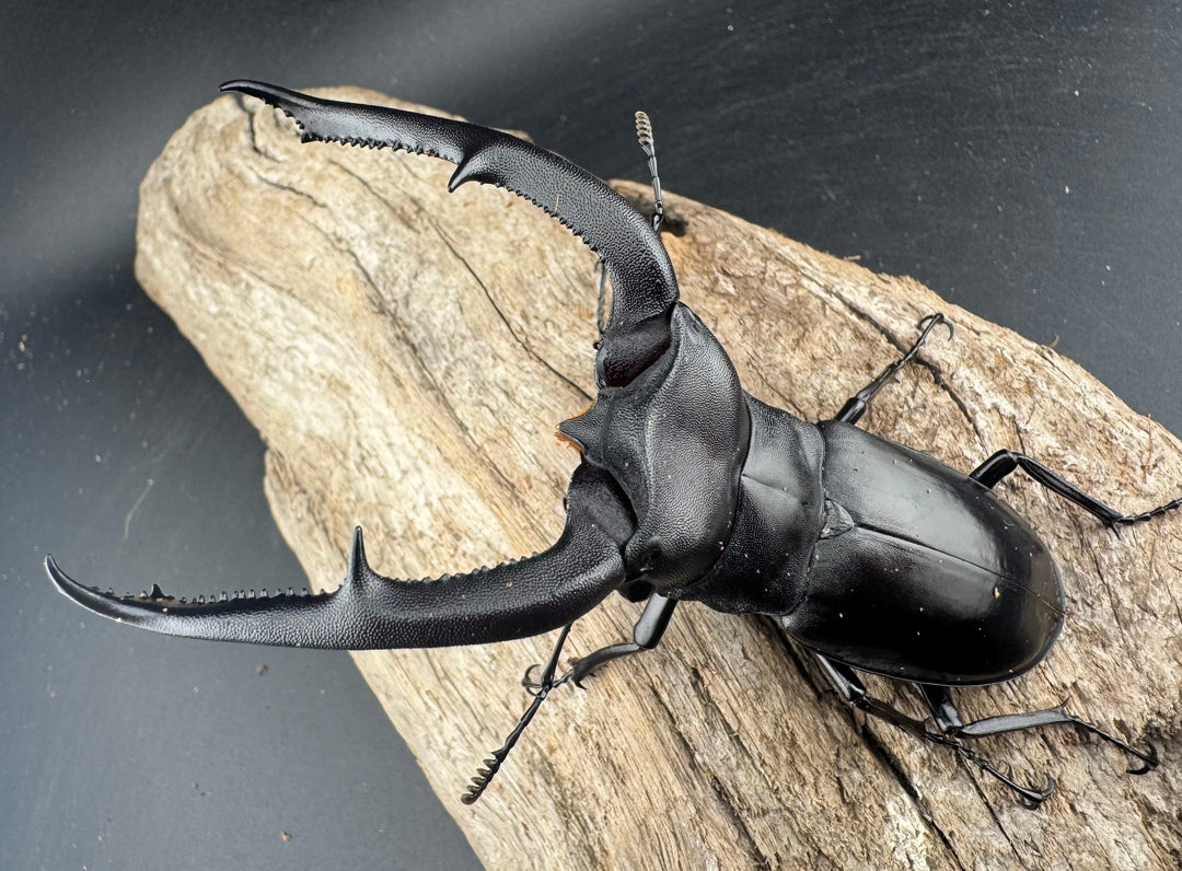 【WD】《マンディブラリスフタマタ 101mm ペア》