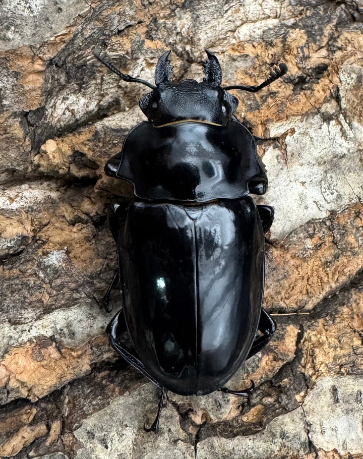 【WD】《ダールマンツヤクワガタ亜種celebensis 82mm ペア》