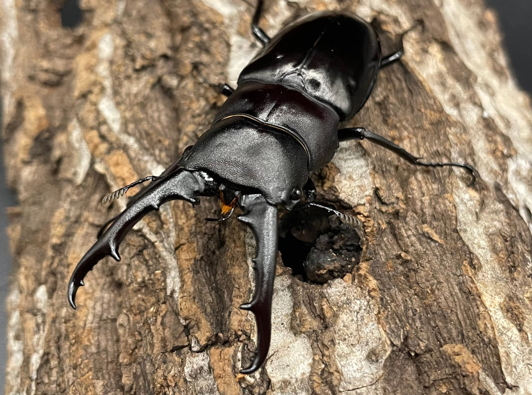 【WD】《アドゥンクスフタマタミャンマー北部亜種 66mm B品ペア》