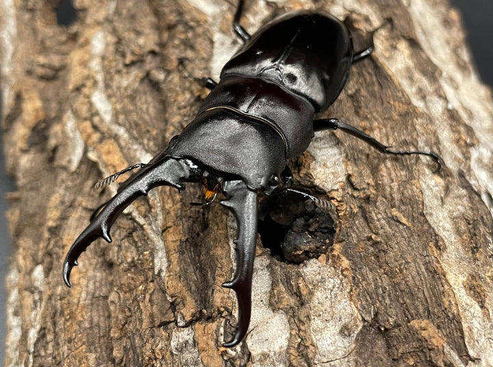 【WD】《アドゥンクスフタマタミャンマー北部亜種 66mm B品ペア》