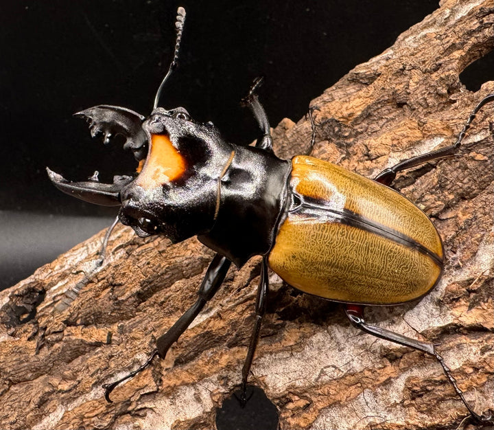 【WD】《ラコダールツヤクワガタ アチェ産 60mm ペア》