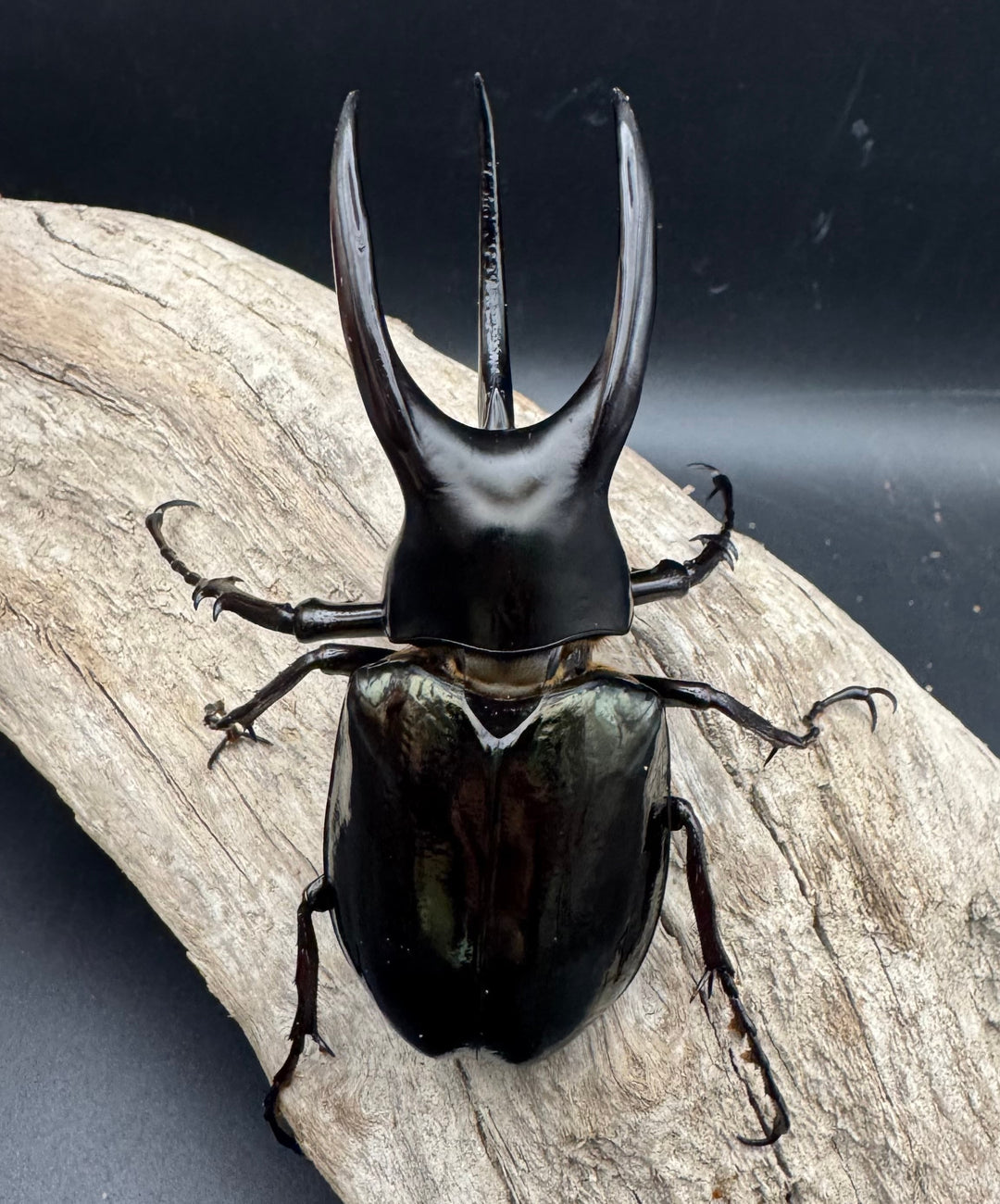 【WD】《モーレンカンプオオカブト 102mm ペア》