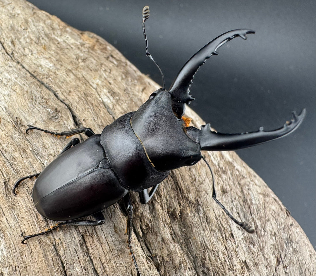 【WD】《トンキンノコギリヒラタ 海南省産 49.5mm ペア》