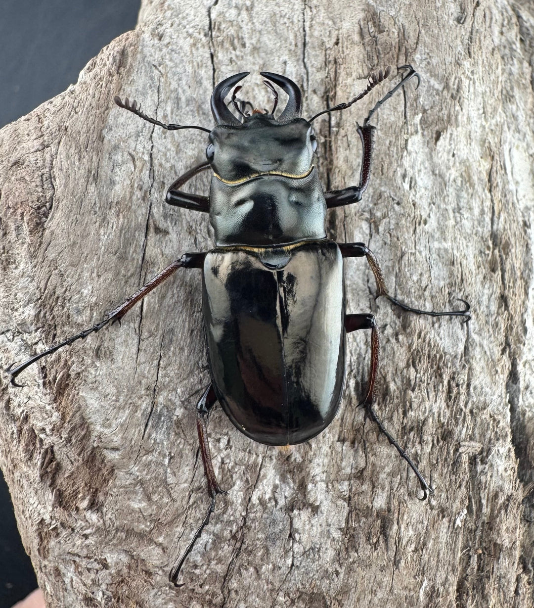 【WD】《プロメテウスミヤマクワガタ 35mm ペア》