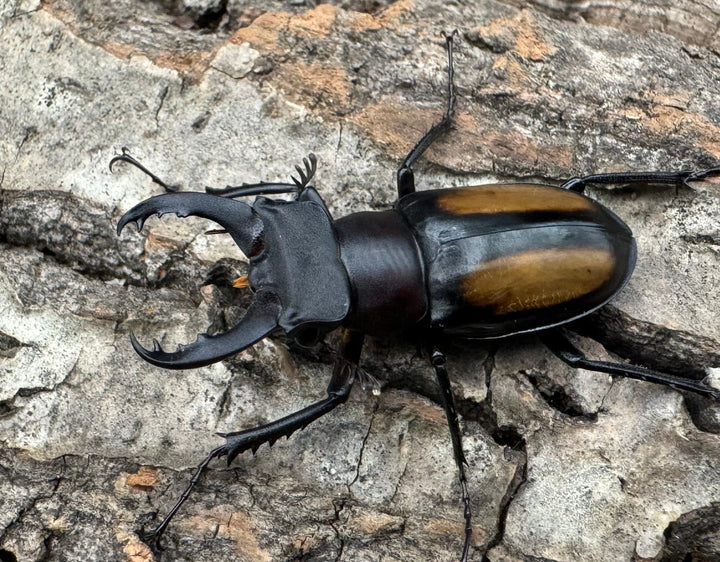 【WD】《パリーミヤマクワガタ 36mm ペア》