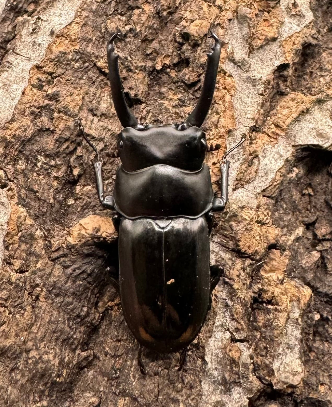 《ヒマラヤコクワ 39mm ペア＋♂おまけ》