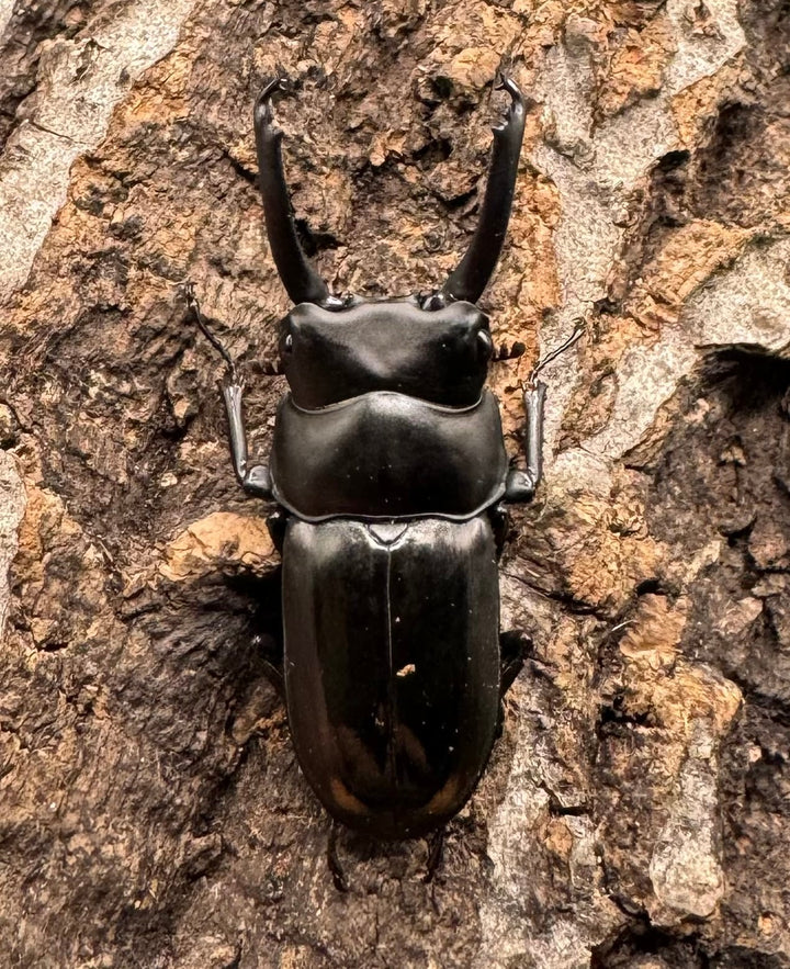 《ヒマラヤコクワ 39mm ペア＋♂おまけ》