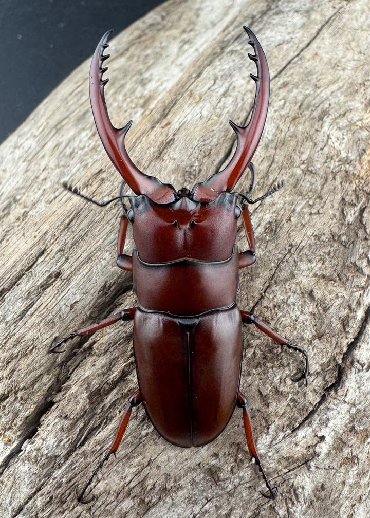 【WD】《アスタコイデス亜種fraternus 58mm ペア》