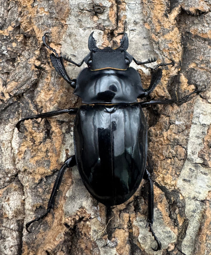 【WD】《インターメディアツヤクワガタ ネグロス産 98mm ペア》