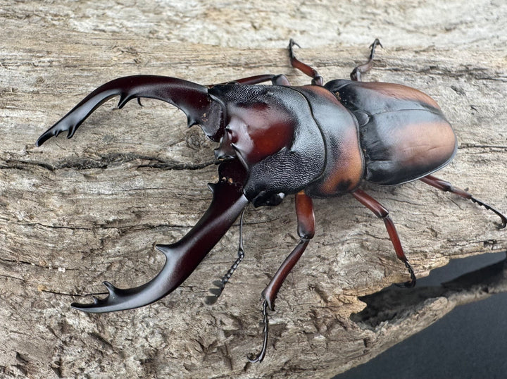 《ミラビリスノコギリクワガタ 63mm ♂単B品》