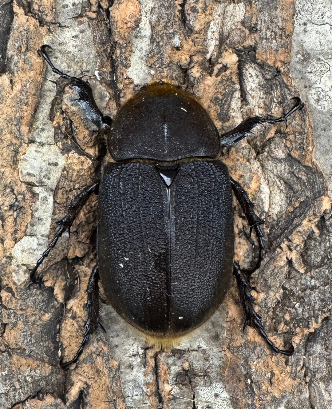 《ヘラクレス・ヘラクレス 145mm ペア》