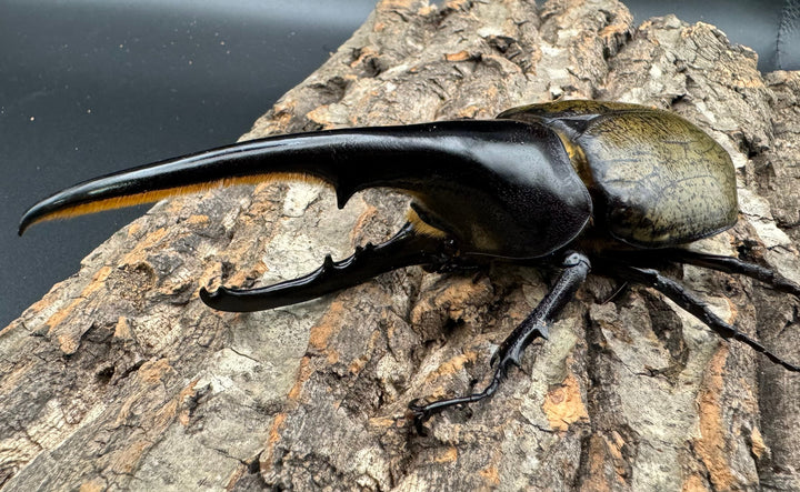 《ヘラクレス・ヘラクレス 145mm ペア》