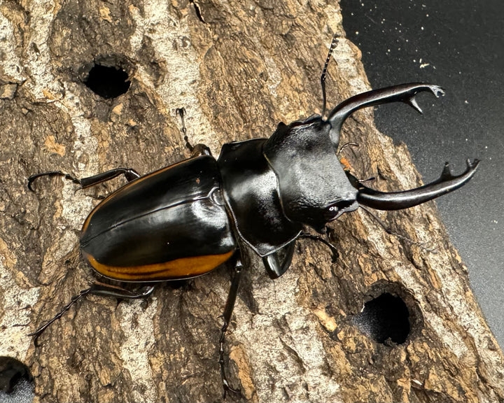 【WD】《スティーブンスツヤ亜種mamaesaensis 71mm ペア》