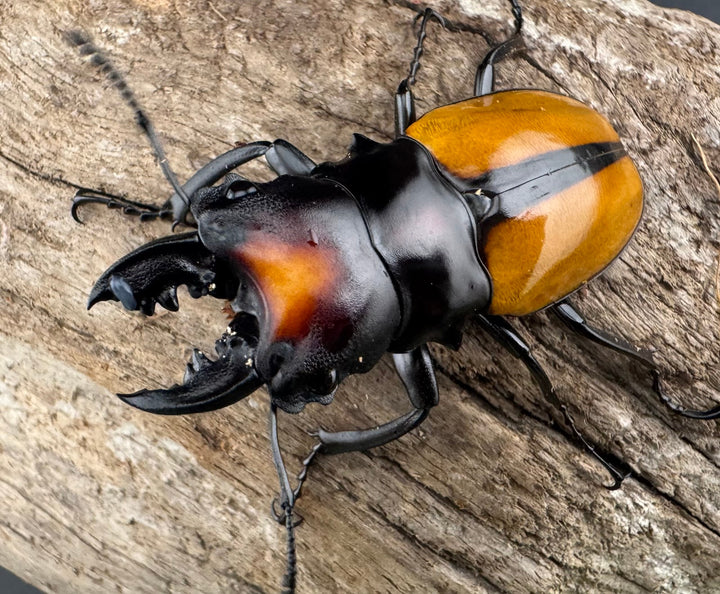 【WF1】《ボーレンホーベンツヤクワガタ 54mm ペア》