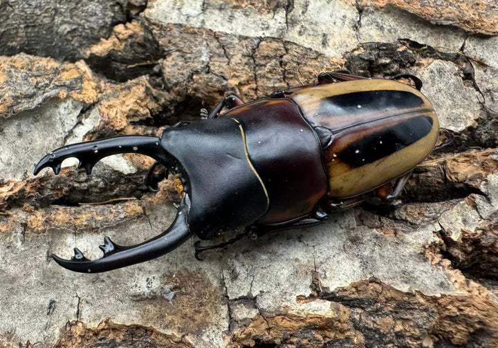 【WD】《ラテラリスノコギリ亜種マイリーン 四つ葉 53.5mm ペア》