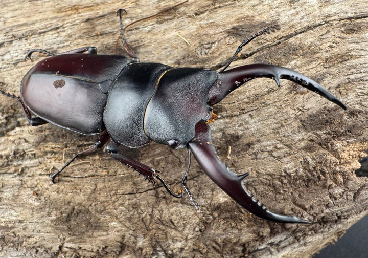 【WF7】《アンドレアスノコギリヒラタ 49.5mm ペア》